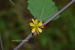 Triumfetta pentandra